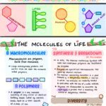 biological molecules 3