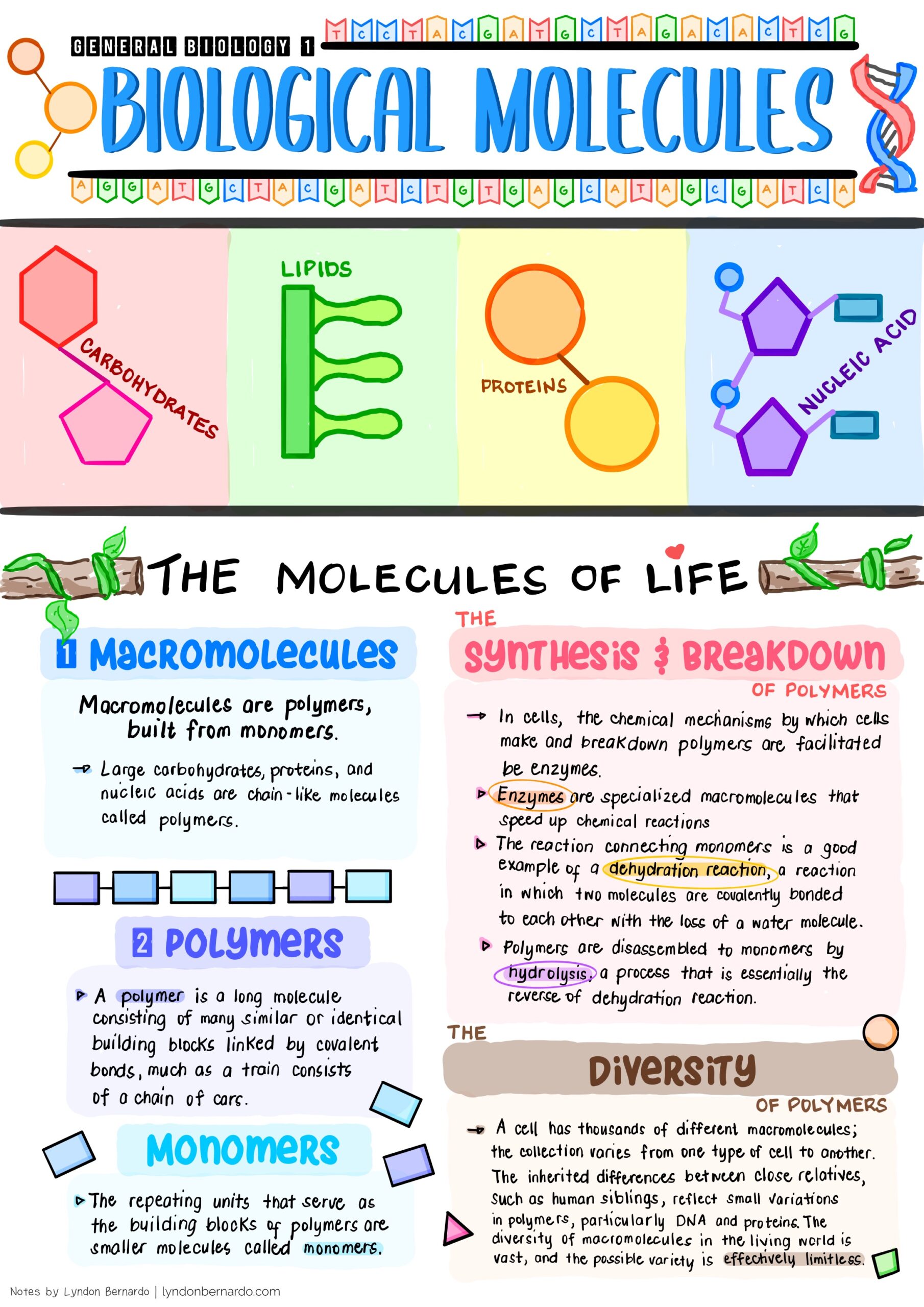 biological molecules 3